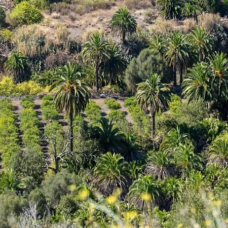 In Gran Canaria Near Maspalomas Dunes * San Bartolomé